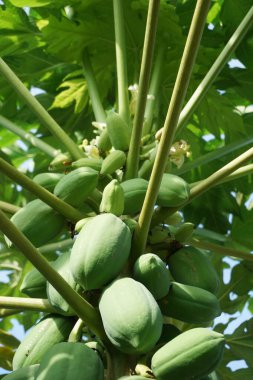Papaya ağacı doğa bahçesinde