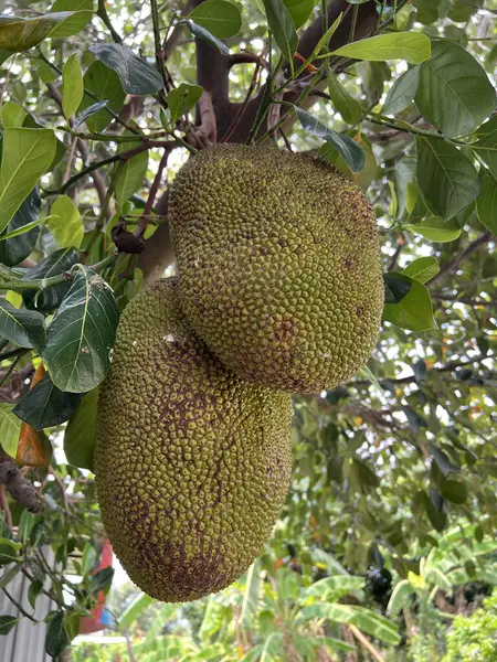 Ağaçta asılı duran olgun meyveler.