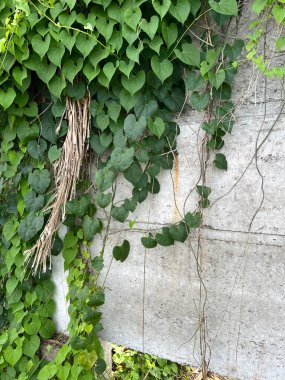 Bahçede yeşil yapraklar