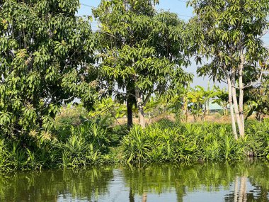 Ağaç dalları ve yapraklar bahçede