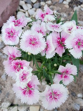 Güzel Dianthus çiçekleri bahçede.