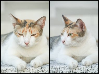 Bir kedinin portresi