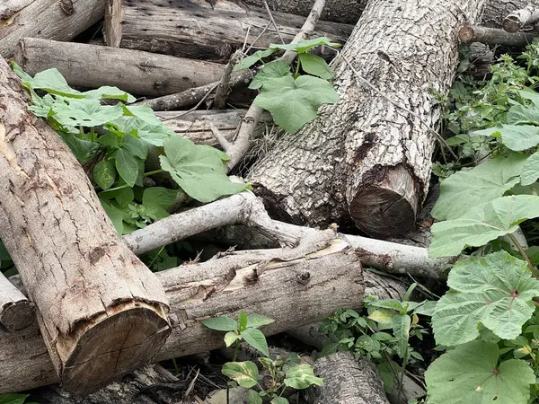 Ormandaki ağaç kütüğünün yakın plan fotoğrafı.