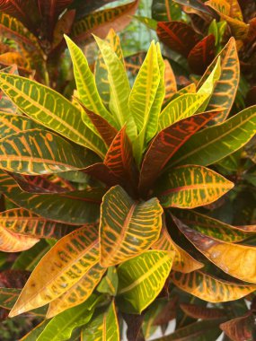 Yeşil croton yapraklarını kapat