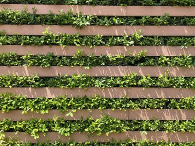 Bahçede duvarları olan yeşil yapraklar