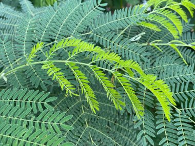 Bahçede yeşil akasya yaprakları