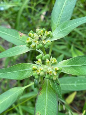 Bahçedeki Euphorbia Heterofilla çiçeğine yaklaş.