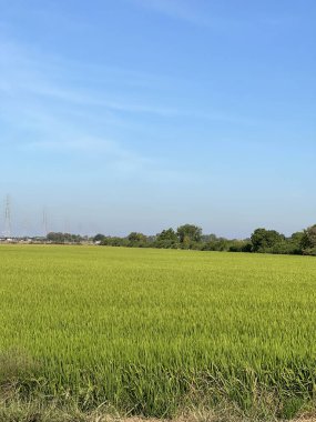 Tayland 'daki pirinç tarlası