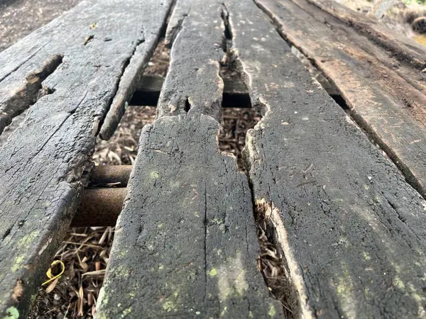 Ormanda tahta kütükler