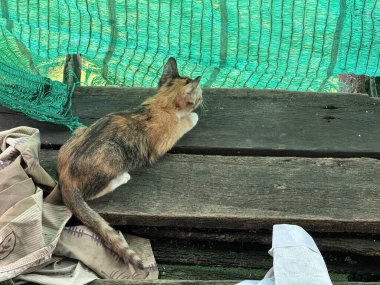 Kedi sokakta oturuyor.