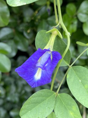 Bahçedeki güzel kelebek çiçekleri