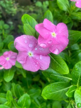 Bahçedeki güzel pembe menekşe çiçeği