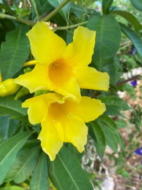 Bahçedeki güzel sarı almanda çiçeği