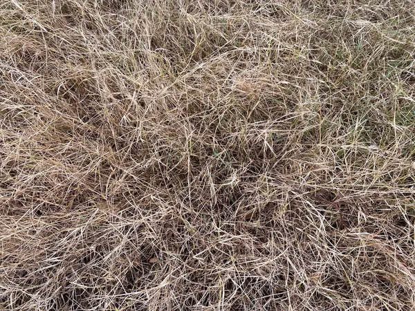 Kuru çimen dokusu arkaplanı