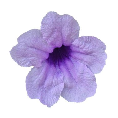 Beyaz arkaplanda izole edilmiş mor çiçek