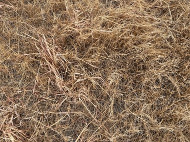 tarladaki kuru otlar