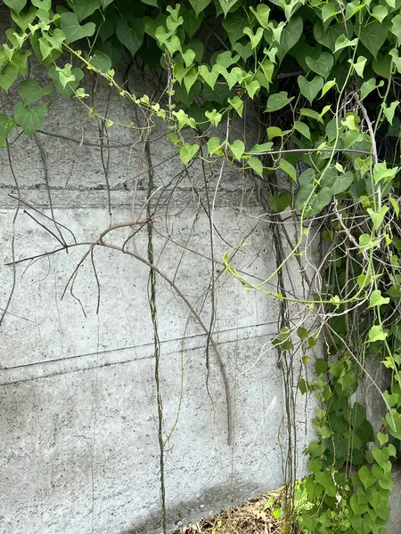 Ivy çimento duvar