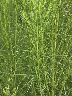 Genç yeşil yaprakların dereotunu kapatın.