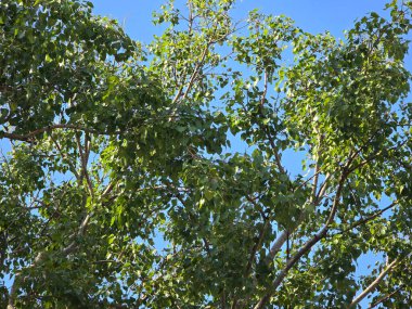 Mavi gökyüzü olan bodhi ağacı