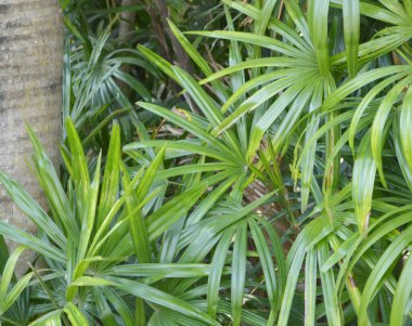 Bahçede yeşil palmiye yaprakları