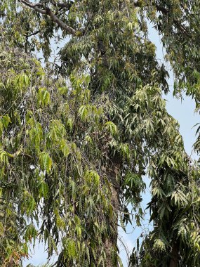 Ormanda yeşil ağaç dalları, bitki örtüsü ve doğa