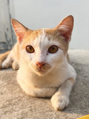 Katta oturan sevimli kedi