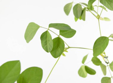 Kelebek bezelye beyaz zemin üzerine bırakır..