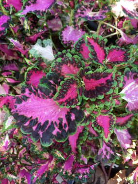 Doğa bahçesinde boyalı Nettle bitkisi