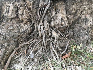 Doğa bahçesindeki ağaç kökleri