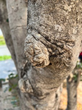 Ağaç kabuğu dokusu, kapat