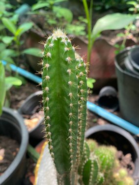 Bahçedeki yeşil kaktüs