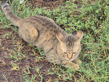 Şirin kedi yerde yatan.