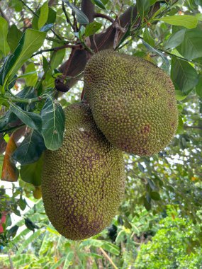 ağaç üzerinde yeşil nefesi