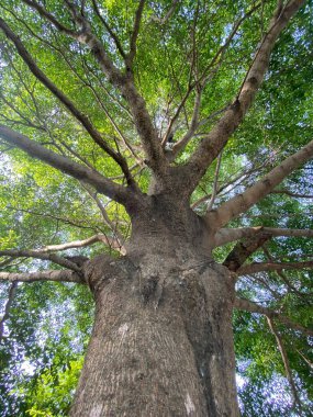 Bahçedeki siyah afara ağacı