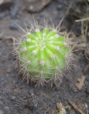 Çölde kaktüs inciri.