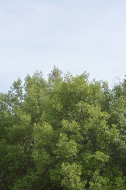 Ormanın güzel manzarası