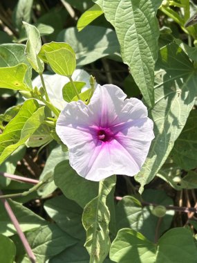 Kapatın renkleri Yünlü Sabah çiçekleri büyüyor açık havada