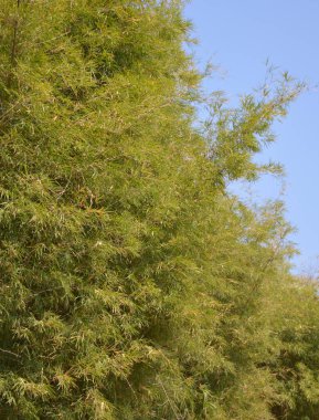 Doğada bambu ağacı, bitki ve yapraklar