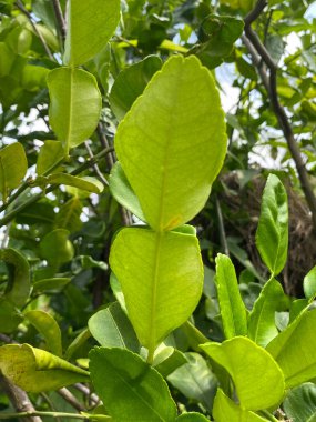 yeşil Kaffir kireç yaprakları, bitki örtüsü ve doğa