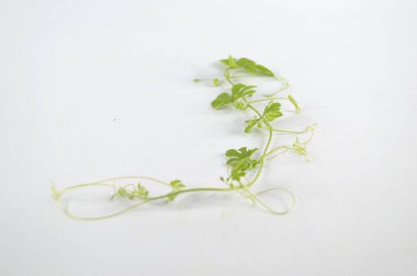 Bir demet taze yeşil kavun.