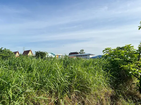 Bahçedeki yeşil çimenler