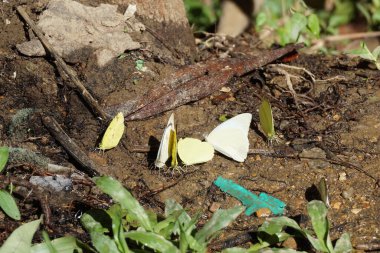 Yerdeki güzel kelebek