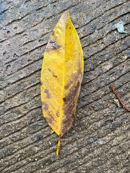 Beton zeminde sonbahar yaprakları.