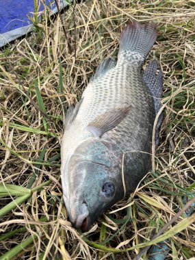 Çimenlerdeki tilapia balığı