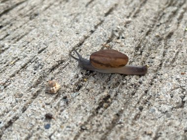 kahverengi ve beyaz salyangoz