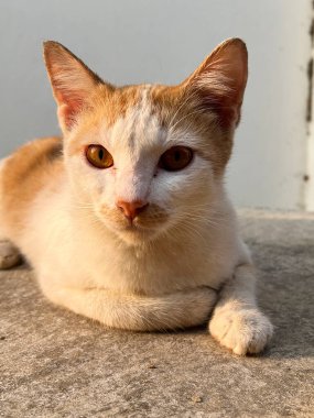 Şirin bir kedinin yakın plan fotoğrafı.