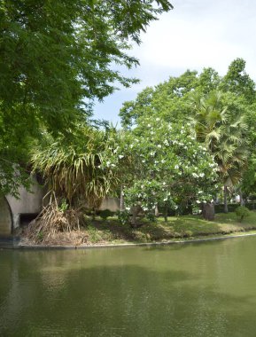 Nehir ve ağaçların manzarası