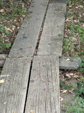 Ormanda eski beton zemin