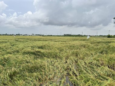 Tayland 'daki pirinç tarlası