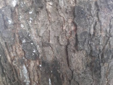 Yakın plan ağaç kabuğu dokusu doğal ahşap desenli ve pürüzlü yüzey, doğa temalı arka plan ve şablon tasarımları için ideal.